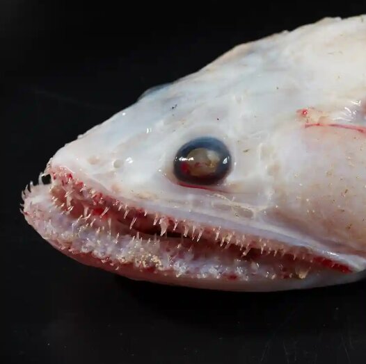 عکس  تصاویر وحشتناک و زیبا از حیوانات دریایی که در اعماق اقیانوس هستند!