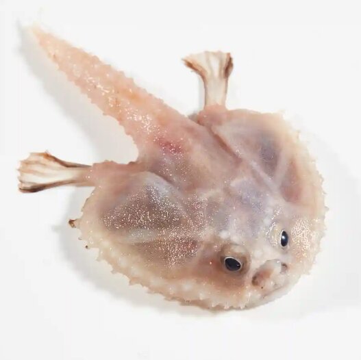 عکس  تصاویر وحشتناک و زیبا از حیوانات دریایی که در اعماق اقیانوس هستند!