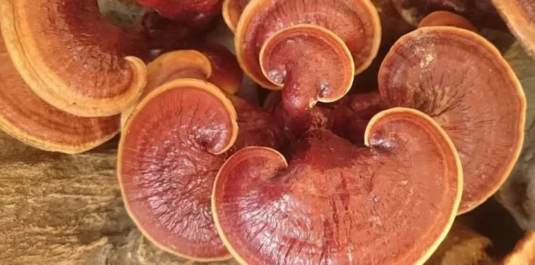 قارچ گانودرما برای قند خون