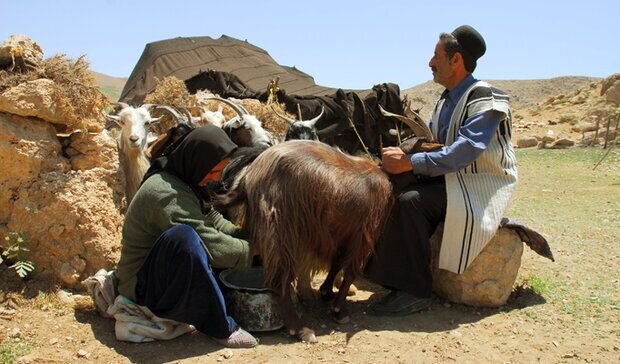 «قوز» جریمه بانکی عشایر  «بالای قوز» خشکسالی