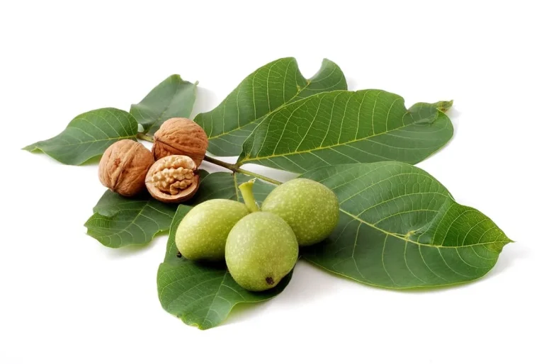 آموزش کاشت نهال گردو خوشه ای