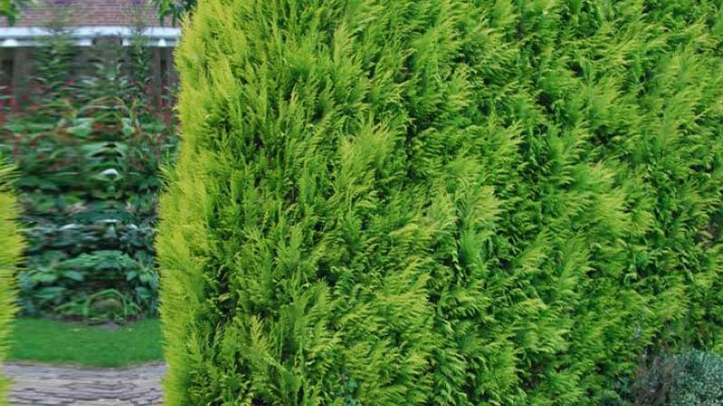 The cause of Lawson's pine wilting