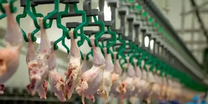 جریمه کشتارگاه مرغ متخلف درتویسرکان/ جریمه ۱۰ میلیاردی برای قاچاق سوخت در مشهد